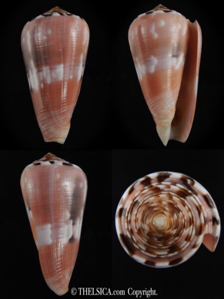 Pionoconus gauguini 71.17 mm Gem -0