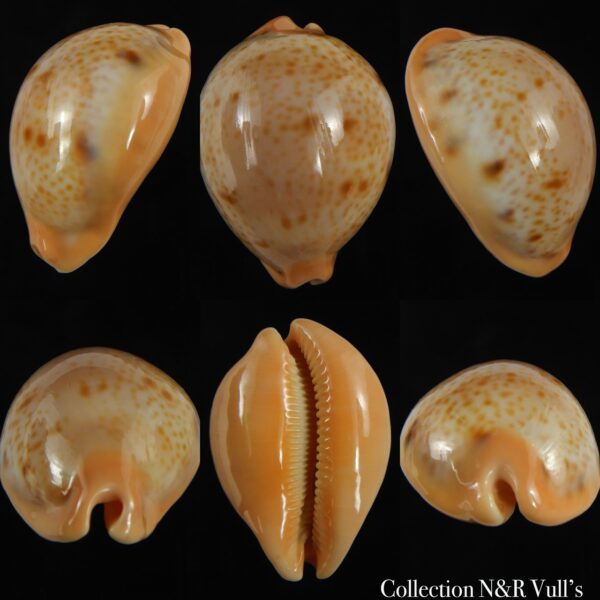 Raybaudia porteri ...Big size... 48.52 mm Gem ( nigromaculata )-0
