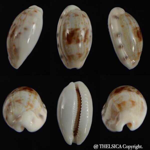 Talostolida pellucens alisonae 24.82 mm Gem-0