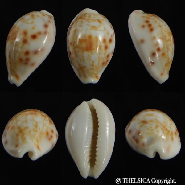 Talostolida rashleighana 21.31 mm Gem-0