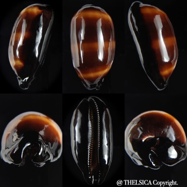 talparia talpa talpa ... Darck ... 68.84 mm Gem -0
