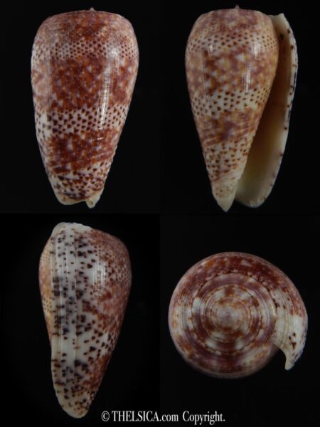 Textilia adamsonii 47.34 mm Gem-0