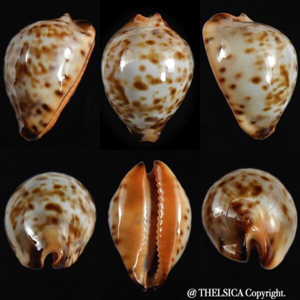 Zoila eludens stricklandi 36.70 mm Gem-0