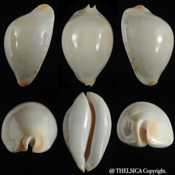 Zoila friendii kostini .. WHITE...65.45 mm Gem-0