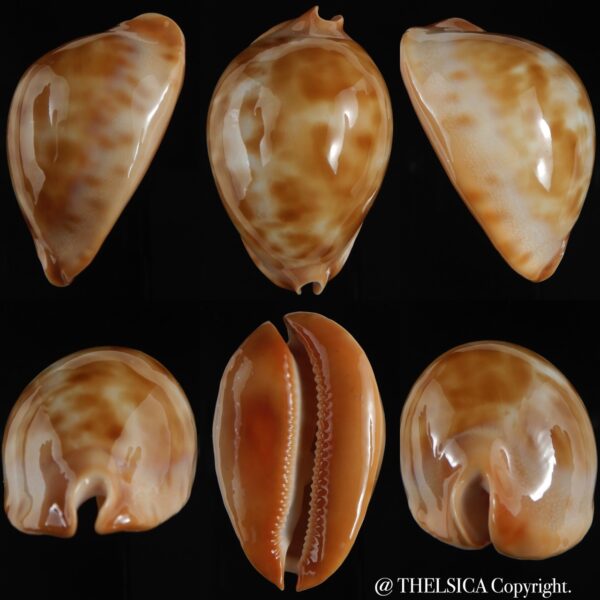 Zoila jeaniana " GOLD" 67.70 mm Gem-0