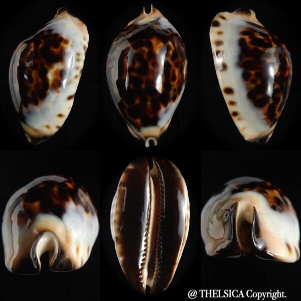 Zoila jeaniana praeclara 77.52 mm Gem-0