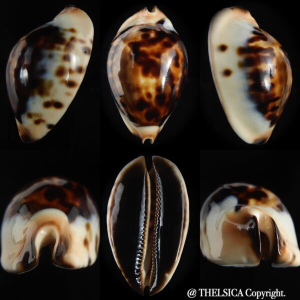 Zoila jeaniana praeclara 75.20 mm Gem-0
