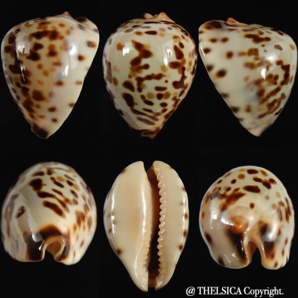 Zoila perlae perlae 38.91 mm Gem-0
