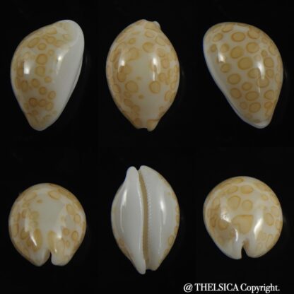 Annepona mariae vivianae 16.40 mm Gem-0