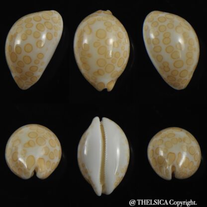 Annepona mariae vivianae 16.52 mm Gem-0