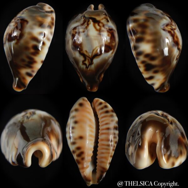 Afrozoila fultoni fultoni "miniatra" 67.18 mm Gem-0