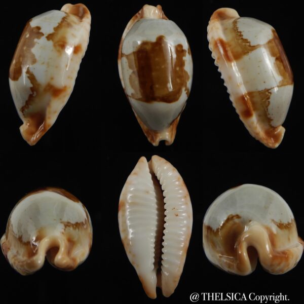 Bistolida stolida crossei ...Giant... 41.10 mm Gem-0