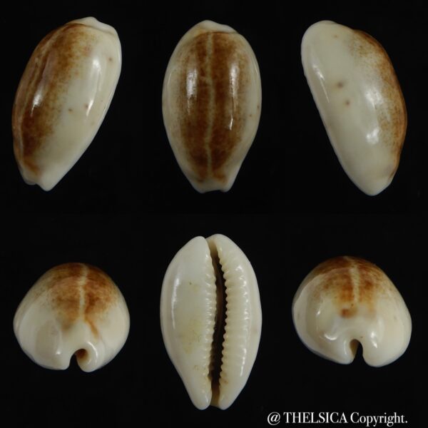 Blasicrura pallidula rhinoceros N&R 21,85 mm Gem-0