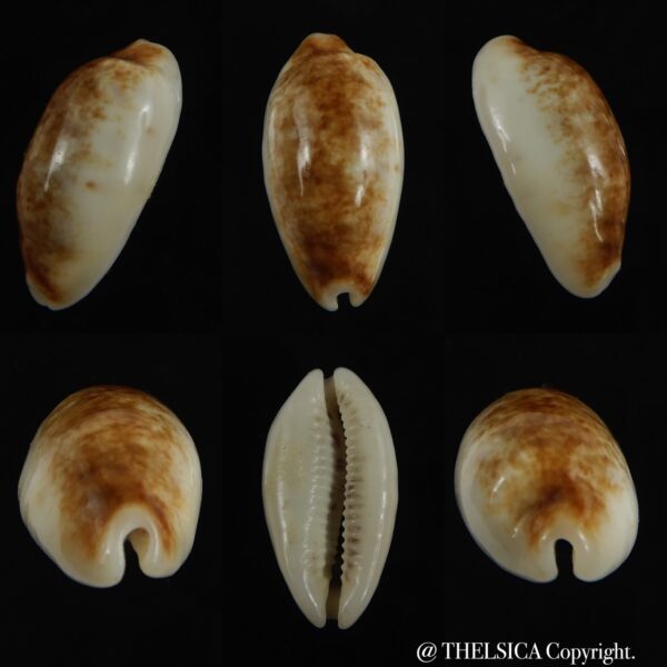 Blasicrura pallidula rhinoceros N&R 23.25 mm Gem -0