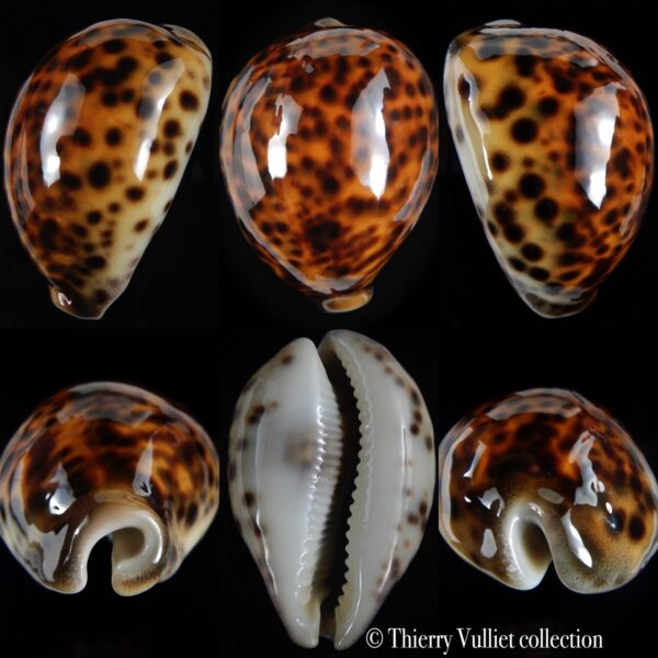 Cypraea tigris pardalis ... TOP RED COLOUR .... 76.47 mm Gem-0