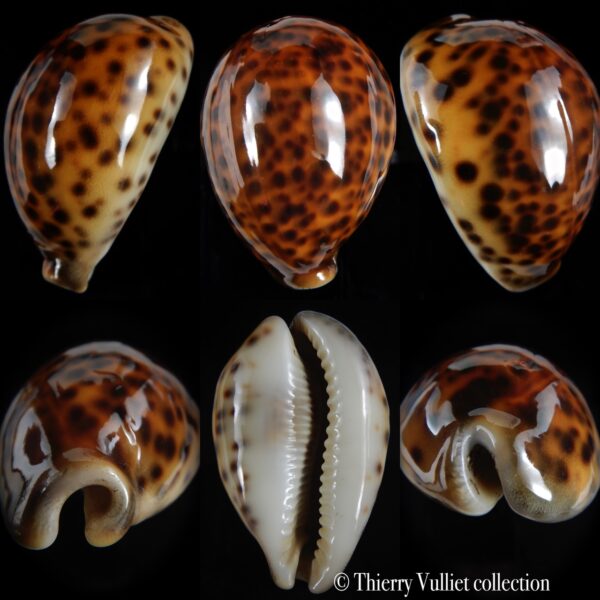 Cypraea tigris pardalis ... TOP RED COLOUR .... 78.75 mm Gem. -0
