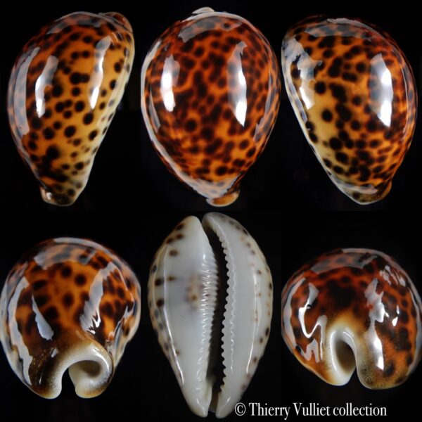 Cypraea tigris pardalis ... TOP RED COLOUR .... 92.95 mm Gem-0