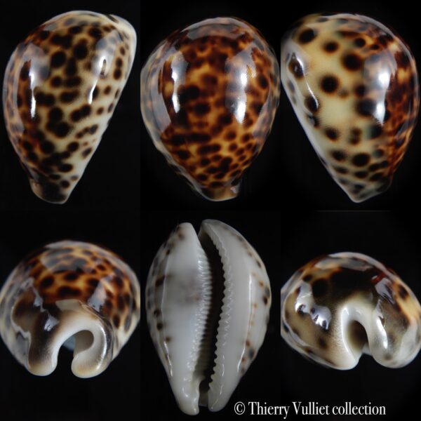 Cypraea tigris pardalis ...SP colour... 75.63 mm Gem-0