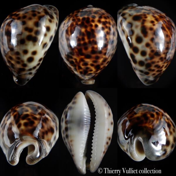 Cypraea tigris pardalis ...SP colour... 90.27 mm Gem-0