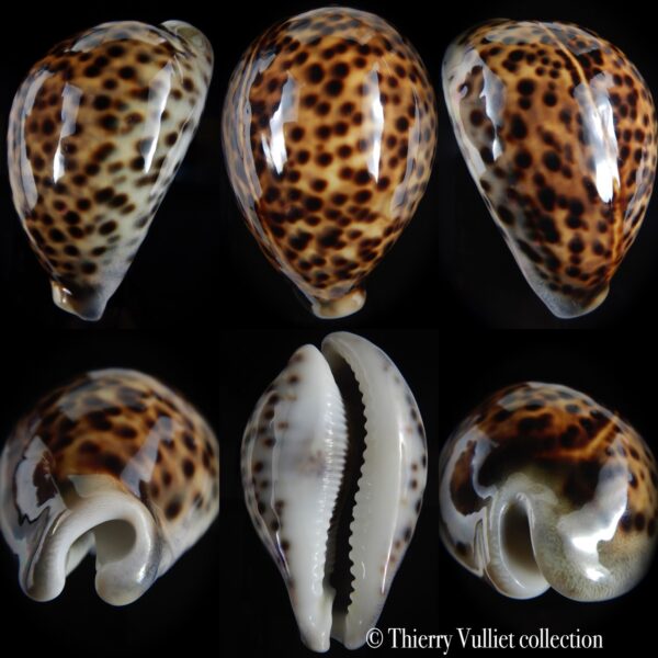 Cypraea tigris pardalis ....SP colour... 92.55 mm Gem-0