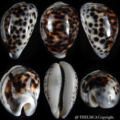 Cypraea tigris pardalis.. BIG SIZE ... 100.80 mm Gem-0