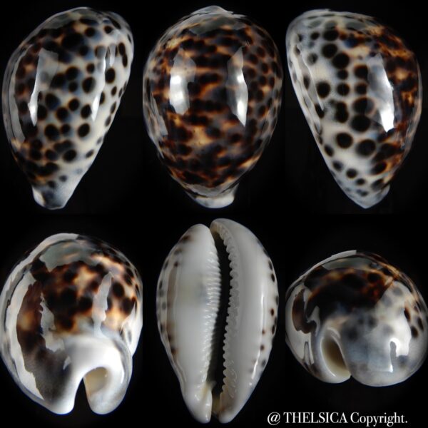Cypraea tigris pardalis.. BIG SIZE ... 100.80 mm Gem-0