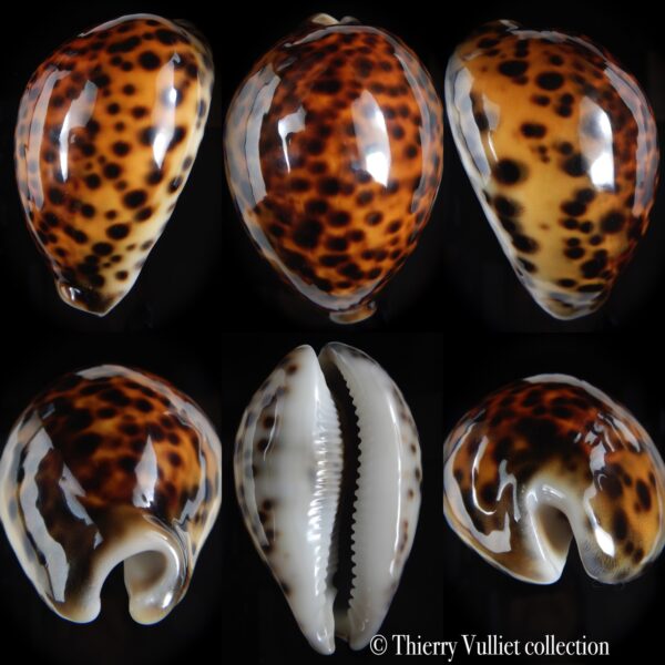 Cypraea tigris pardalis ... TOP RED COLOUR .... 86.91 mm Gem -0