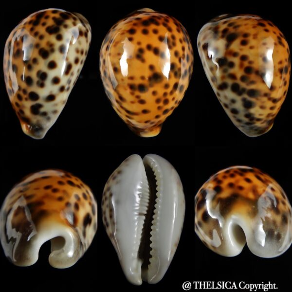 Cypraea tigris pardalis incana 81.74 Gem-0