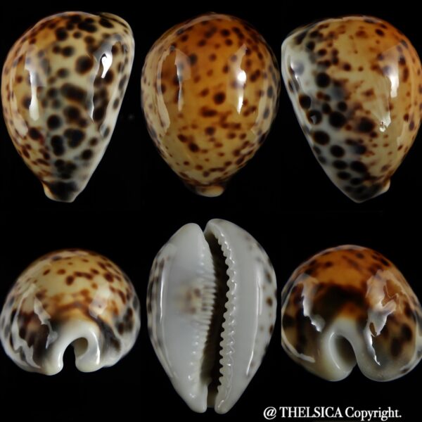 Cypraea tigris pardalis incana 82.20 mm Gem-0