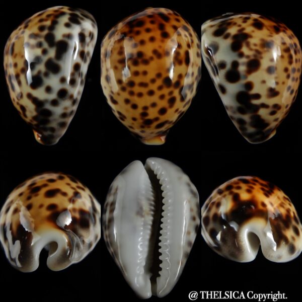 Cypraea tigris pardalis incana 84.70 mm Gem-0