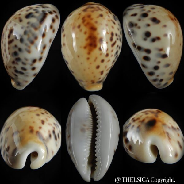 Cypraea tigris pardalis incana ..yellow... 83 mm F+++/Gem-0