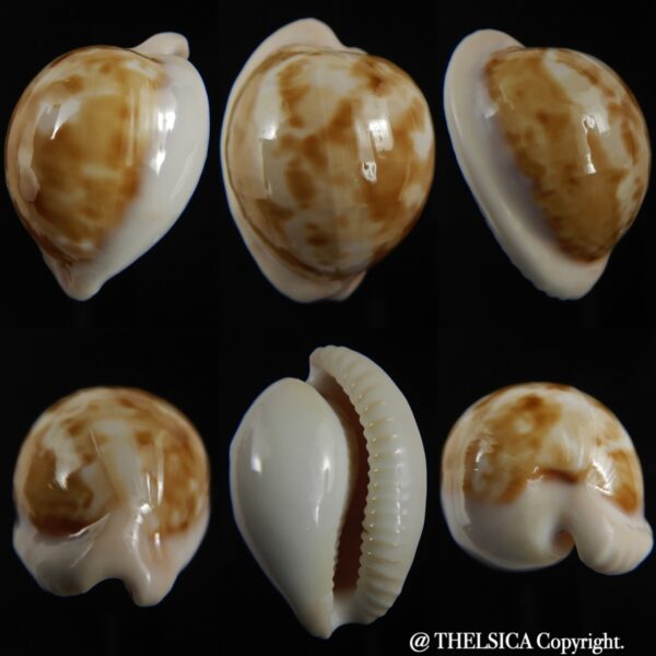 Cypraeovula castanea latebrosa ... GIANT ... 34.08 mm Gem-0