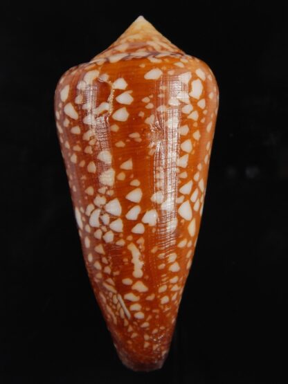 Darioconus crocatus 65.76 mm F+++/Gem-79483