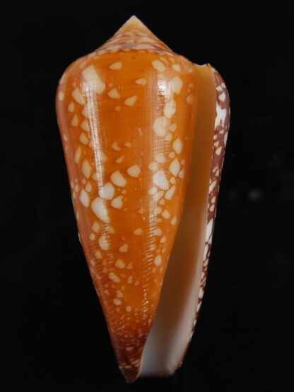 Darioconus crocatus 65.76 mm F+++/Gem-79484