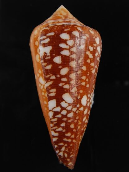 Darioconus crocatus 65.76 mm F+++/Gem-79486