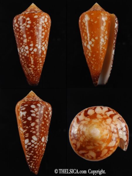 Darioconus crocatus 65.76 mm F+++/Gem-0