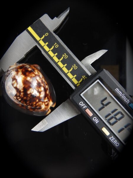 Mauritia mauritiana ..SUPER DWARF... 41.81 mm Gem + Monetaria caputserpentis...GIANT ...41.24 mm Gem-0