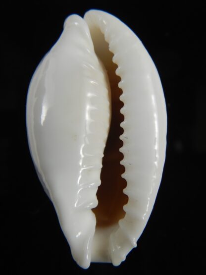 Naria eburnea intermedia 42.15 mm Gem -78416