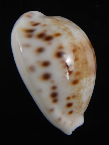 Talostolida rashleighana 20.31 mm Gem-78386