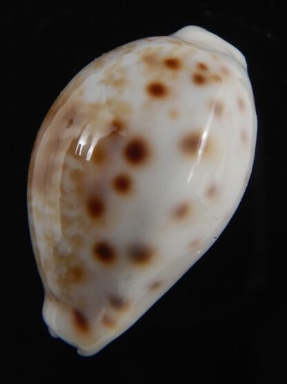 Talostolida rashleighana 20.31 mm Gem-78389