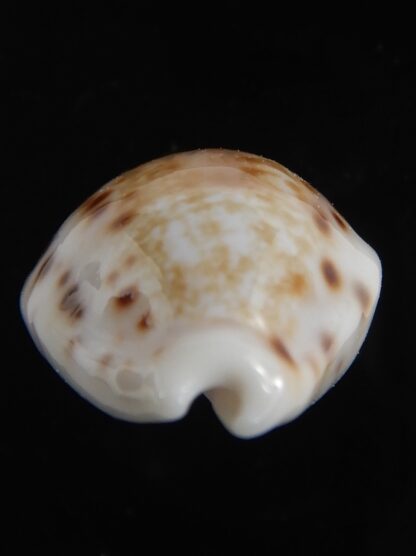 Talostolida rashleighana 20.31 mm Gem-78388