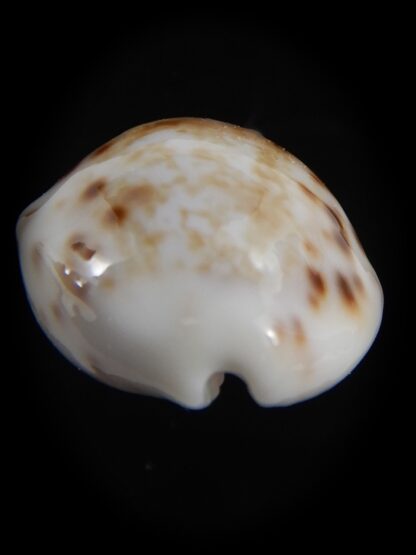 Talostolida rashleighana 20.31 mm Gem-78387