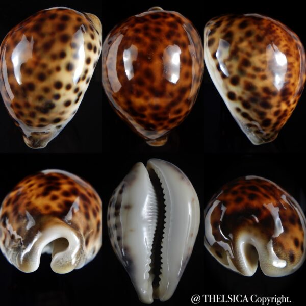 Cypraea tigris pardalis ... RED COLOUR ... 95.38 mm F+++/ Gem-0