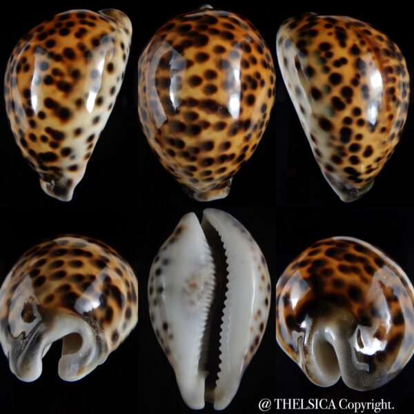 Cypraea tigris pardalis ... RED COLOUR ... 93.33 mm F+++/ Gem-0