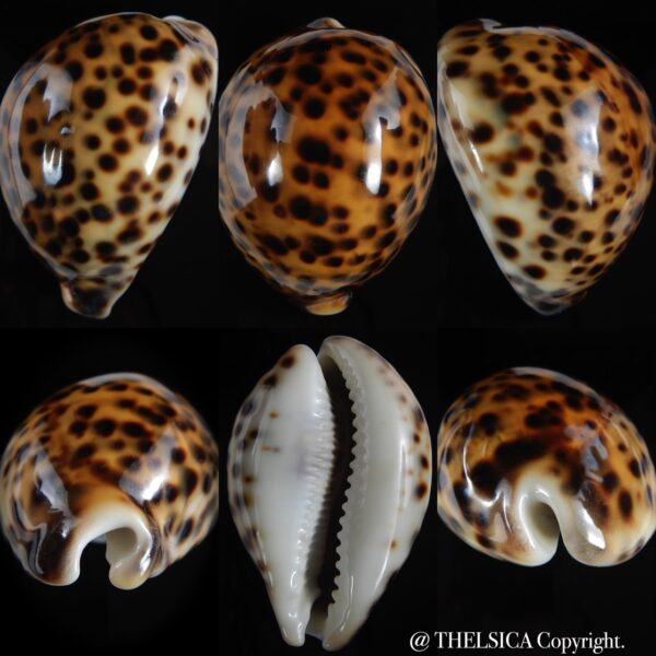 Cypraea tigris pardalis ... RED COLOUR ... 81.04 mm Gem (-)-0