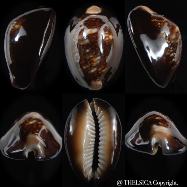 Monetaria caputserpentis ...Very big size ...41.17 mm gem-0