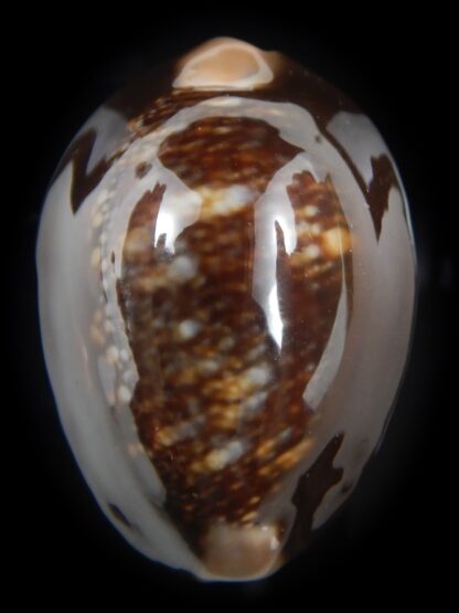 Monetaria caputserpentis ...Very big size ...41.17 mm gem-78477
