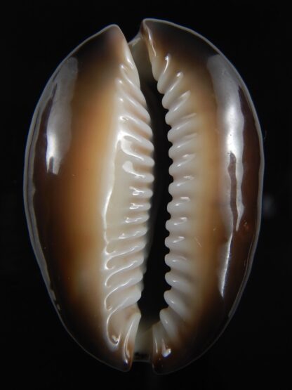 Monetaria caputserpentis ...Very big size ...41.17 mm gem-78482