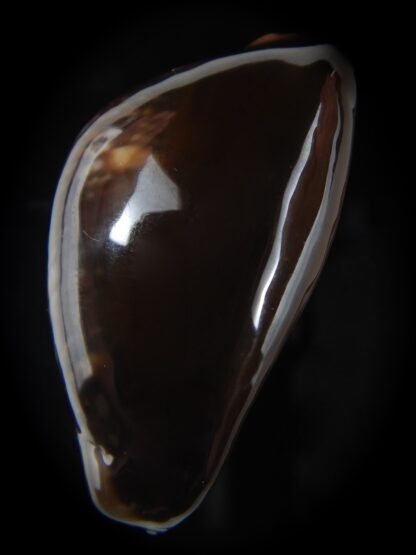 Monetaria caputserpentis ...Very big size ...41.17 mm gem-78480