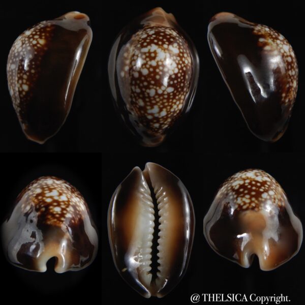 Monetaria caputserpentis .. Rostrate ...34 mm gem -0